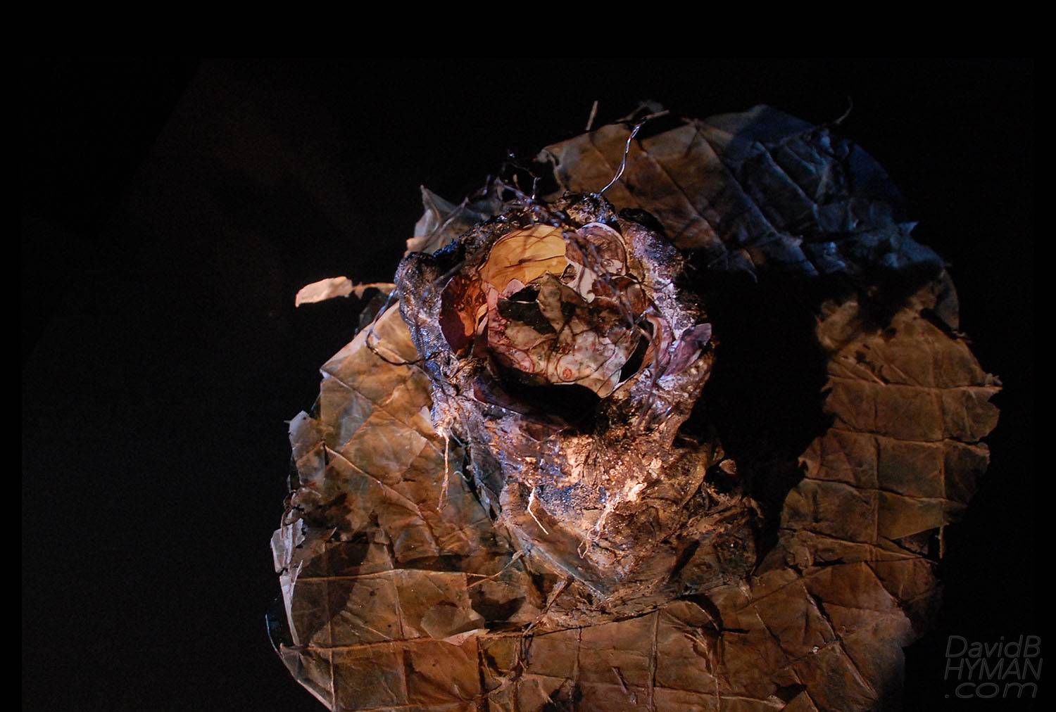 David B Hyman misc work production photo